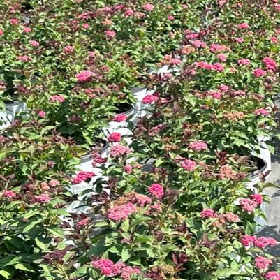 Spiraea Double Play Doozie® 
