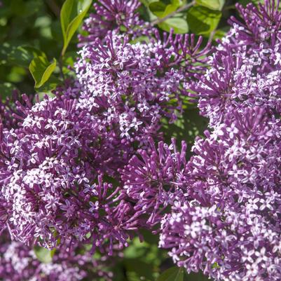 Syringa pubescens ssp. patula Miss Kim