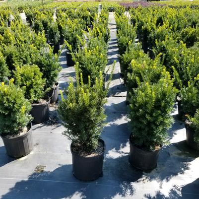 Taxus x media Densiformis