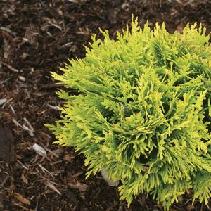 Thuja occidentalis Anna's Magic Ball®