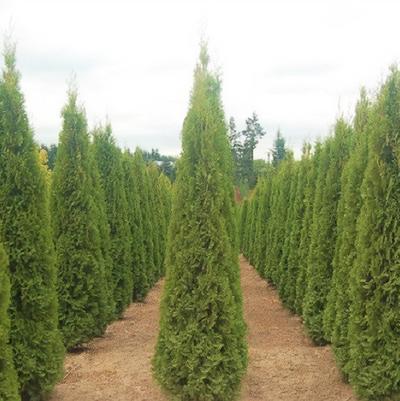 Thuja occidentalis Degroot's Spire