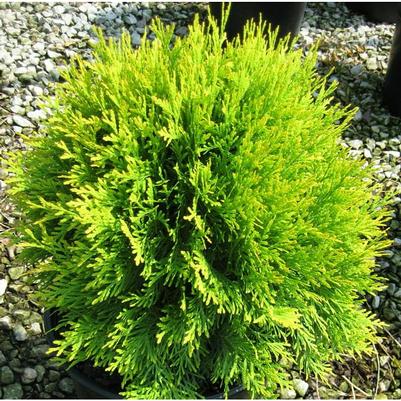 Thuja occidentalis Golden Globe (Aurea)