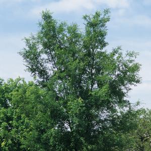 Ulmus parvifolia 