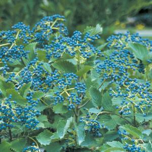Viburnum dentatum Blue Muffin®