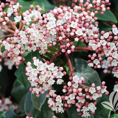 Viburnum tinus Spring Bouquet