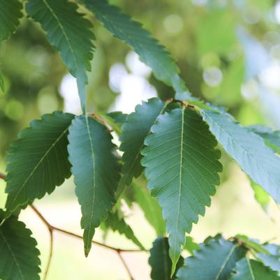 Zelkova serrata Village Green