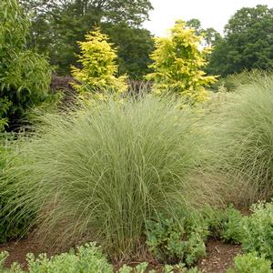 Miscanthus sinensis Morning Light