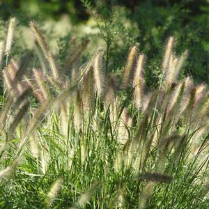 Pennisetum alopecuroides Cassian