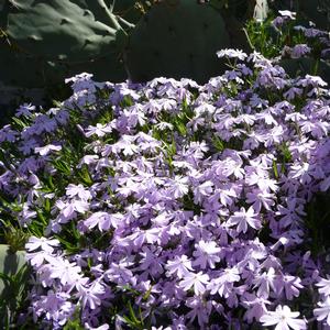 Phlox subulata Emerald Blue