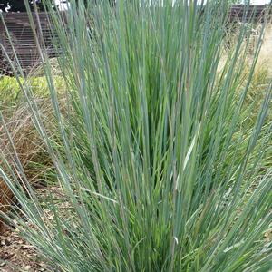 Schizachyrium scoparium 