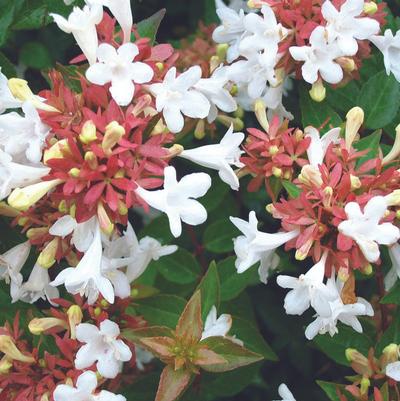 Abelia Little Richard