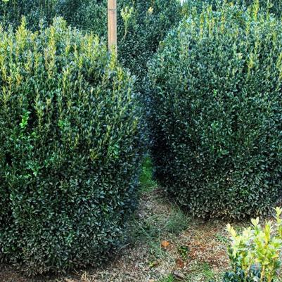 Buxus sempervirens