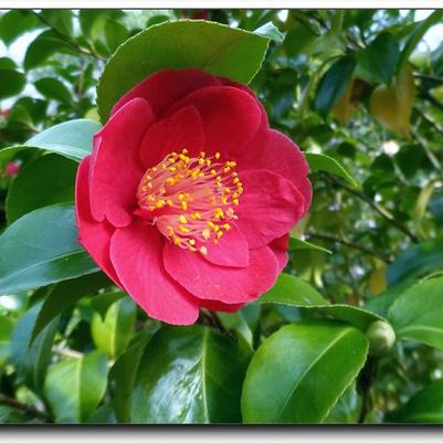 Camellia japonica Greensboro Red