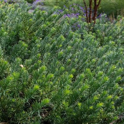 Cephalotaxus harringtonia Duke Gardens