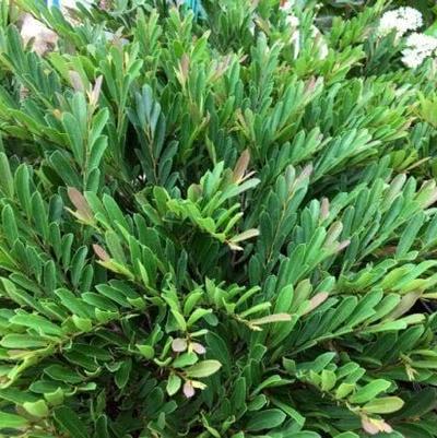 Distylium 'PIIDIST-II' Blue Cascade® Distylium
