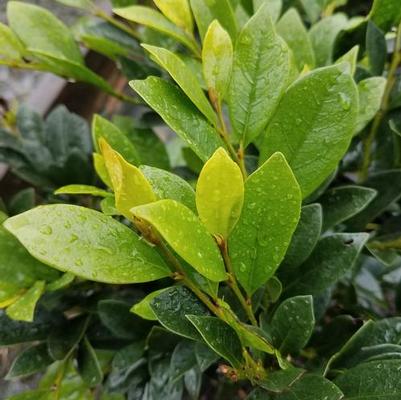 Distylium 'PIIDIST-I' Emerald Heights® Distylium