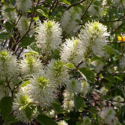 Fothergilla major 'Mt. Airy' 