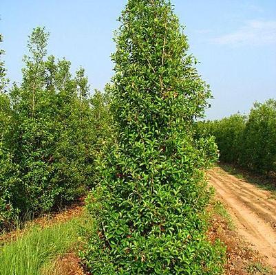 Ilex x attenuata 'Savannah'