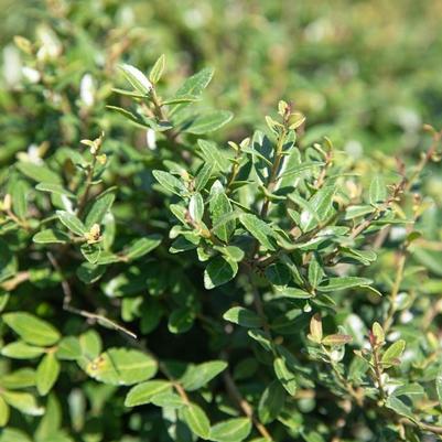 Ilex vomitoria 'Schillings Dwarf'