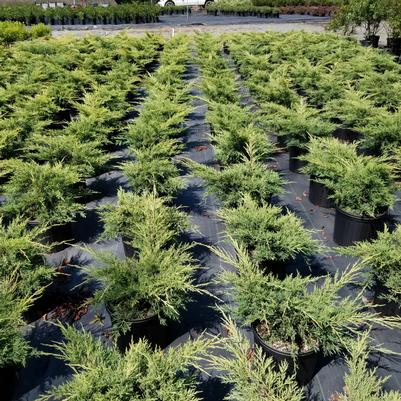 Juniperus chinensis 'Gold Lace' (PP8202) 