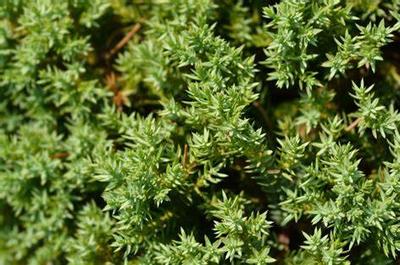 Juniperus chinensis 'Procumbens Nana' 