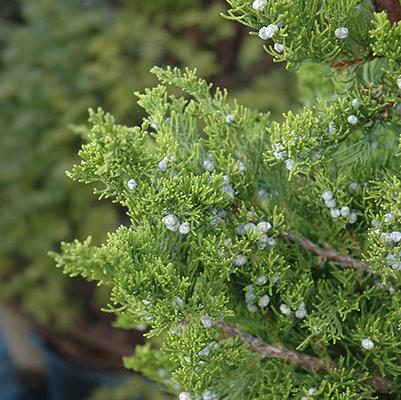 Juniperus chinensis 'Torulosa' 