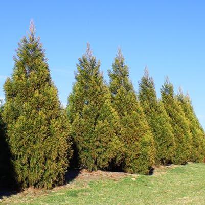 Juniperus virginiana 'Cupressifolia' 