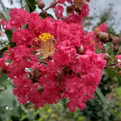 Lagerstroemia indica 'Carolina Beauty' 