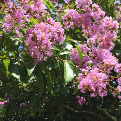 Lagerstroemia indica x fauriei 'Muskogee' 