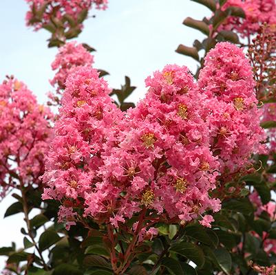Lagerstroemia indica x fauriei 'Sioux' 
