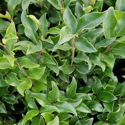 Ligustrum japonicum 'Recurvifolium' 