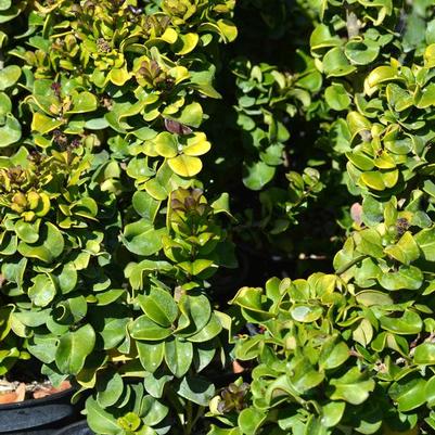 Ligustrum japonicum 'Coriaceum' 