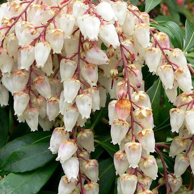 Pieris japonica 