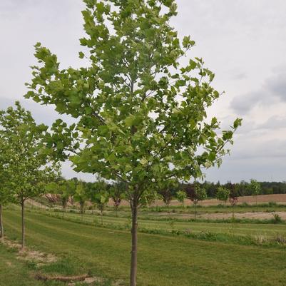 Platanus acerifolia 'Bloodgood' 