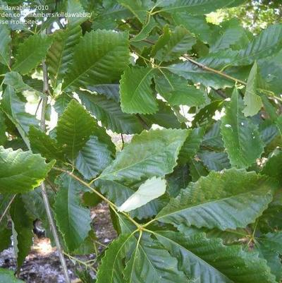 Quercus michauxii 