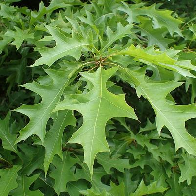 Quercus nuttallii 