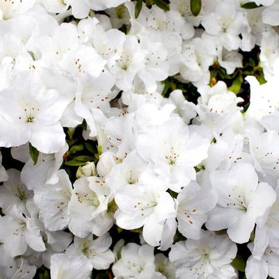 Rhododendron 'Robleg' Autumn Angel® Encore® Azalea