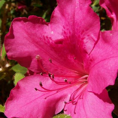 Rhododendron 'Roblee' Autumn Sangria® Encore® Azalea