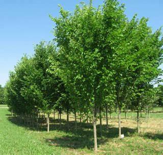 Ulmus americana 'Princeton' 