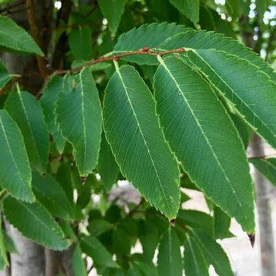 Zelkova serrata 'Green Vase' 