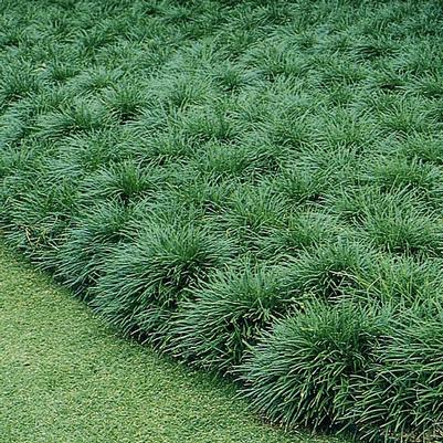 Ophiopogon japonicus 