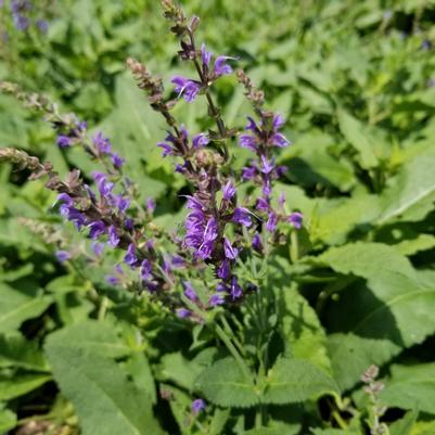Salvia nemorosa 'May Night' 
