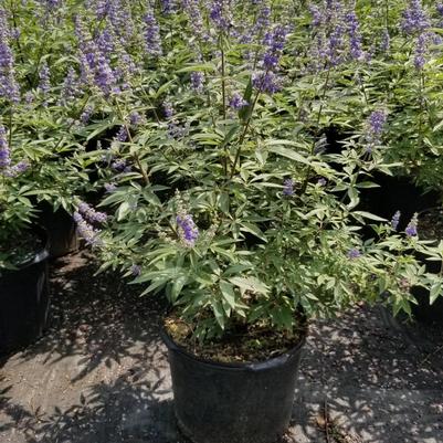 Vitex agnus-castus Shoal Creek