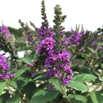 Buddleia x 'Blue Chip Jr.' Butterfly Bush PP26581 