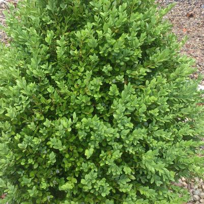 Buxus Green Mountain