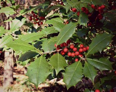 Ilex opaca 