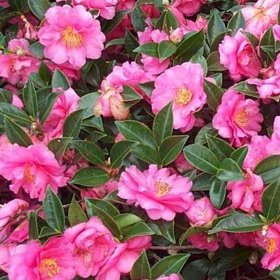 Camellia sasanqua Shishi Gashira