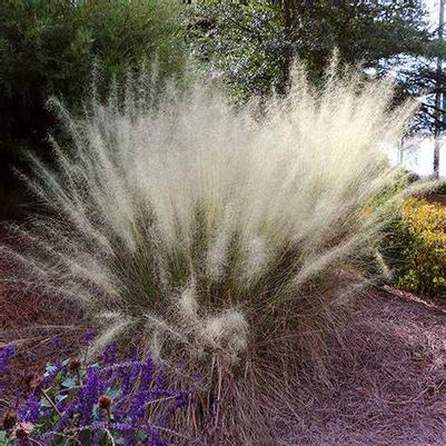 Muhlenbergia capillaris White Cloud