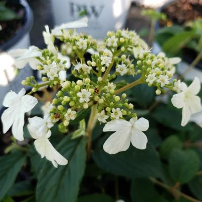 Viburnum plicatum tomentosum 'NCVP1' PP33899 Steady Eddy® Doublefile Viburnum