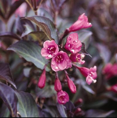 Weigela florida 'Alexandra' PP10772 Wine & Roses® Weigela